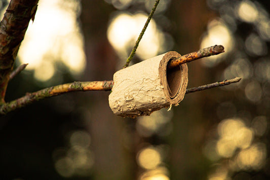 Toilet paper roll on the tree, an important item for an outdoor lifestyle.