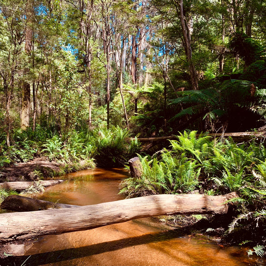 Creek in an Australian forest. Water must be purified before use.