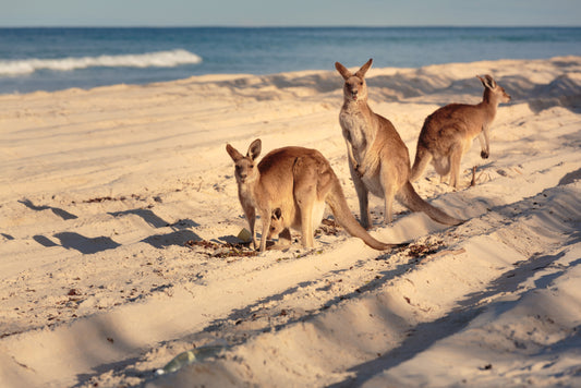 Meet the kangaroos on your adventure at the beach in Bribie Island, Brisbane, QLD.