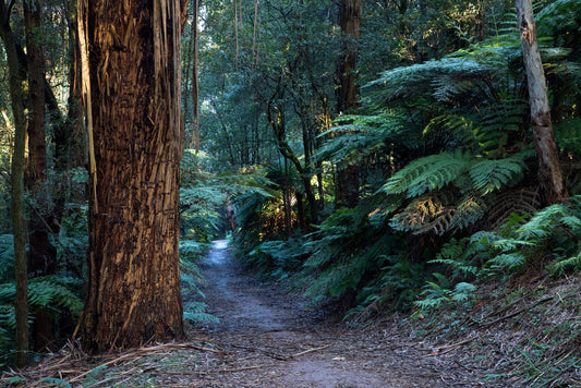 Walking trail in Toolangi State Forest, you'll get along some giant trees.